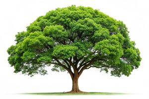 Strong and beautiful tree with a wide, leafy crown against a pure white backdrop, symbolizing life and nature photo