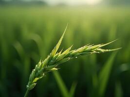 A close up of a green grass plant in a field photo