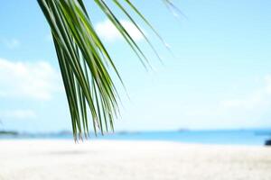 a tranquil beach scene with a close-up focus on green palm fronds hanging gently in the foreground photo