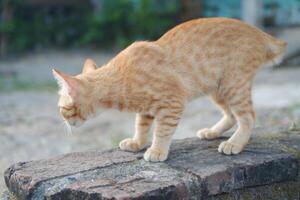 a light orange tabby cat standing on a weathered brick surface photo