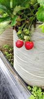 Portrait of ripe strawberries in the field ready to be harvested photo