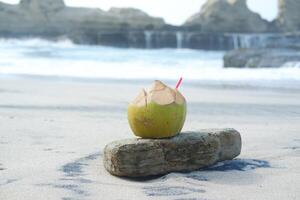a fresh young coconut placed on a piece of driftwood on a sandy beach photo