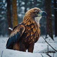A golden eagle is sitting in the snow photo