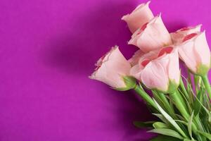 Delicate pink fabric roses on a bright purple background. photo