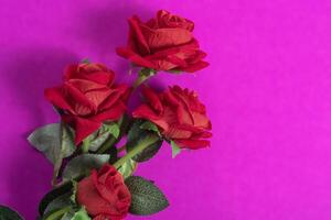Beautiful red roses with green leaves on a vibrant pink background. photo