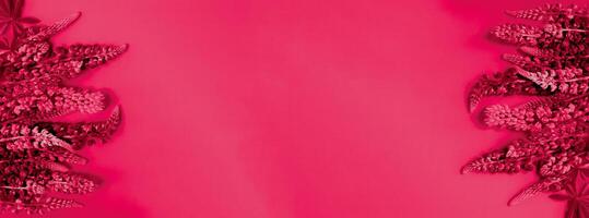 Flower banner from lupins background in Viva Magenta. Red color top view photo
