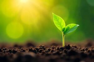 Sunrise Seedling New Growth Sprout Plant Nature Soil Earth Green Leaves Sunlight Life photo