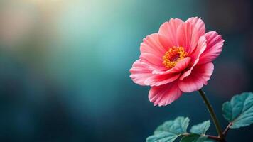 Beautiful Pink Flower Bloom Teal Background Spring Nature photo