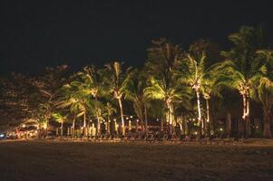 Rows of sunbed with coconut palm tree shining on the beach photo