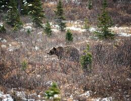 Big brown Grizzly bear foraging on meadow in national park photo