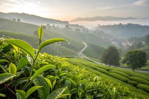 Tea plantation in the morning with fog in the background photo
