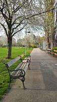 Empty park benches under blooming cherry or plum trees in a quiet urban park on a spring morning. Peaceful alley with soft sunlight, green grass, and delicate white blossoms. photo
