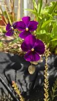 Group of vivid purple pansy flowers blooming in a garden container. Sunlight enhances the deep color and delicate texture of the petals, capturing the beauty of springtime florals. photo