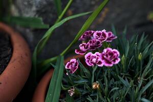 Pink and violet carnations in bloom in a vase seen up close photo
