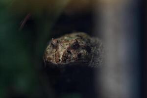 Frog in a terrarium seen up close photo