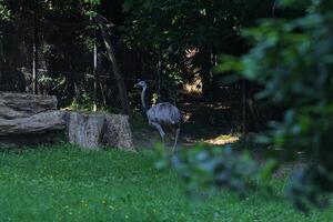 Common rhea in the shade photo