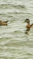 Two ducks swim on the water surface of the autumn lake. Media. Slow motion. Dark and muddy water of the reservoir, two beautiful birds. video