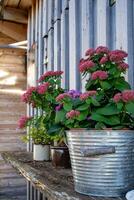 View of a bush of pink flowers growing in a metal bucket photo