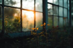 Golden sunlight shines through foggy windows illuminating wildflowers at dawn photo