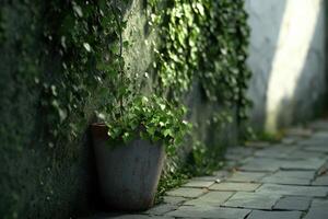 Green ivy plant growing in a rustic pot against a textured wall in a quiet alleyway photo