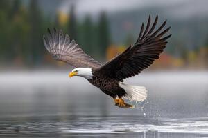 Bald eagle catches fish over a serene lake in the early morning light photo
