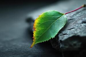 Close-up of a colorful leaf resting on textured stone in a tranquil setting during autumn photo