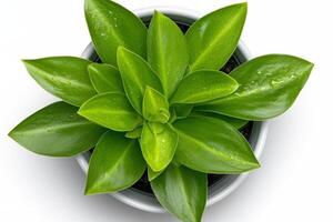 Vibrant green succulent plant displayed in a white pot on a neutral background photo