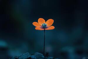 Orange flower stands tall in a dark, damp environment with water droplets photo