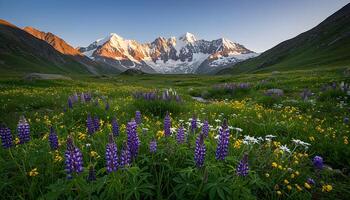 Wildflower field with purple lupines yellow blossoms white daisies and snow-capped mountains glowing in sunrise photo