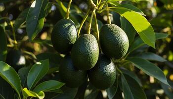 Ripe avocados hanging from tree with textured green skin and glossy leaves in fresh organic setting photo