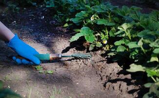 A gardener spuds strawberry beds with a rake on a sunny day ina plant photo