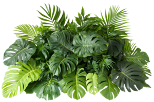 Abundant verdant foliage features varied leaf shapes, creating a dense and lush botanical arrangement png