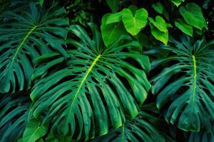 Lush green tropical leaves create a vibrant floral backdrop in a serene garden setting photo