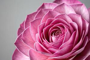 Close up view of a blooming pink rose with delicate petals and vibrant colors photo