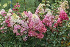 Hydrangea paniculata sort Fraise Melba hydrangea with pink flowers blooms in the garden in summer photo