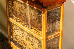 Honey Bees. Honey Bee hive with comb honey and wax in a display behind glass. photo