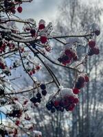 Red berries covered with ice on tree branch photo