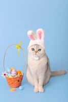 white cat in hat with bunny ears and Easter basket with colorful eggs on blue background photo