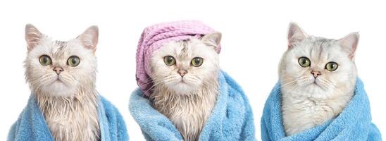 A wide banner with a funny wet white British cat on white isolated background photo