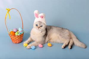 Funny white cat in hat with bunny ears and Easter basket with colorful eggs on blue background photo