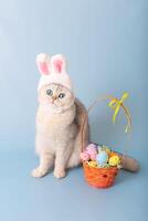 Cute white cat in hat with bunny ears and Easter basket with colorful eggs on blue background photo