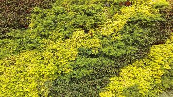 Lush vertical garden with diverse green foliage and vivid textures photo