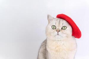Gray cat wearing red beret with curious expression on white background photo