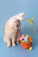 Cute white cat in hat with bunny ears looking at Easter basket with colorful eggs photo