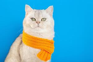 white cat sitting in an orange knitted scarf on a blue background. photo