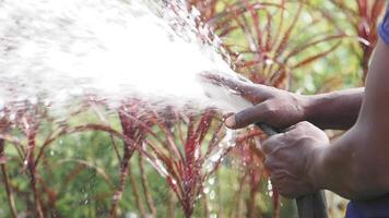 Watering plants in a vibrant garden during sunny afternoon video