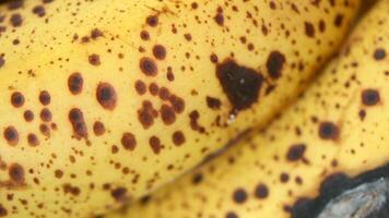 Colorful ripe banana with spots highlighting natural ripening process video