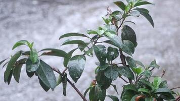 Rain gently falling on green leaves in a serene garden setting video