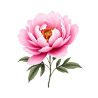 beautiful pink peony blossom with delicate petals and vibrant yellow center, showcasing minimalist style. This floral design evokes feelings of elegance and tranquility png