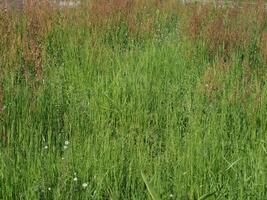 sorrel meadow scient. name Rumex acetosa photo